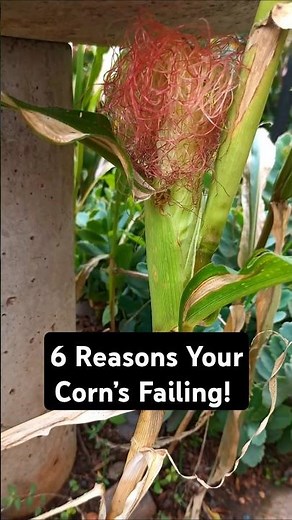 Why Your Corn Isn't Growing Tall or Full | 6 Mistakes to Avoid