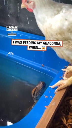 1.1M views · 6.7K reactions | Feeding my anaconda went well  | FOODbible | Facebook