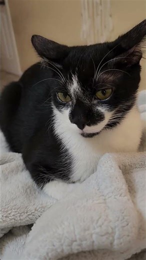 Cookie the kitten Funniest kitten ever #shorts #youtubeshorts #ytshorts #catsofyoutube