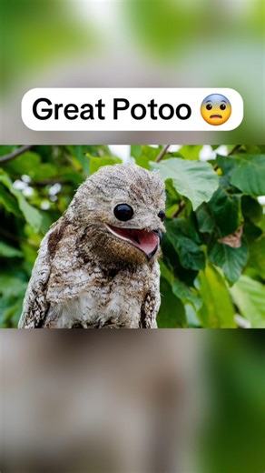 Rare Animals You Probably Haven't Seen😨 #shorts