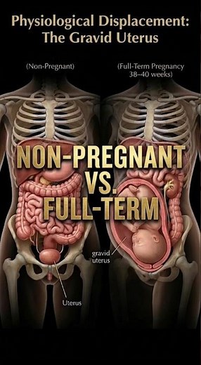 40-Week Internal Shift: Physiological Displacement
