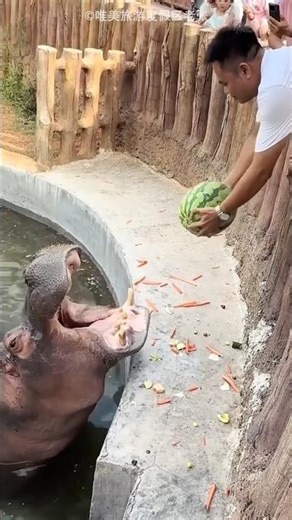 This man brought watermelon for hippo 🥰❤️ #viral #viral #facts #facts #viralstory #funpage #hippo