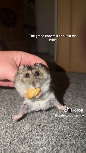 Hamster Never Lets Go — Funny Greedy Hamster Clip