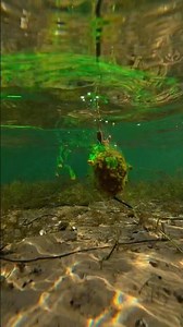 Flat Method + Krill Pop-Up 12 mm 🎣#CarpFishing #Karpfenangeln #FlatMethod #Unterwasser #CarpAngling