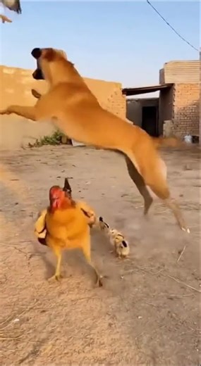 Brave Dog Saves Hen & Chicks From Hawk Attack! Real Hero Moment!#Animals #DogRescue #HenChicks
