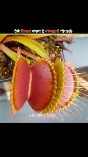 Venus Flytrap Carnivorous Plant😨 #facts #shorts #plants