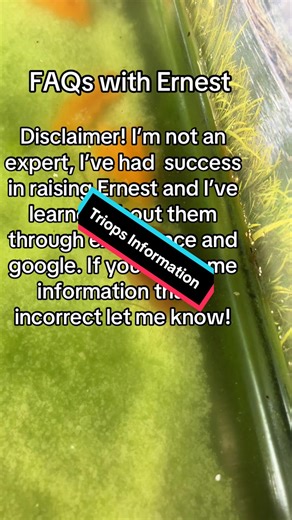 Part 1? I apologize for any errors in this post. I didn’t want to speak so I attempted a text post, I’m not the greatest at putting together informative TikToks. I’ve deleted and fixed this enough so here it is. This is just basic information. #triops #tadpoleshrimp