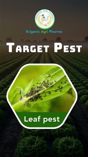 Glyphosate 41% sl | Noweed | Dhanuka | non selective herbicide #krigenicagripharma #agriculture