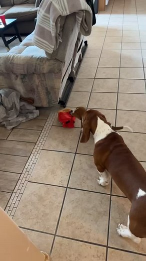 Funny Basset Hound Videos Compilation