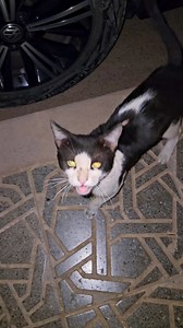 The hungry cat meows for food #cat #meow | Cute Kittens