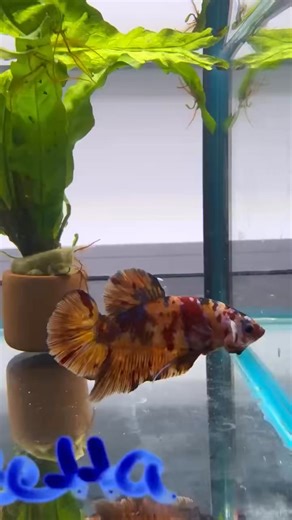 🐟✨ Giant Bettas Have Arrived! ✨🐟 We’re excited to showcase 4 stunning Giant Bettas now available in-store! These impressive beauties are larger than standard bettas, full of personality, and absolutely eye-catching in any setup. 🔥 If you’ve been looking for a true statement fish, this is your chance — only 4 in stock, so don’t miss out! 🤩 And that’s not all… We also have an extensive range of betta fish in a variety of colours, tail types, and patterns. From vibrant halfmoons to elegant crow