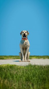 How Freeze-Drying Pets Works 😧 | Zack D. Films