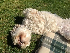 Cockapoo Dog Breed Information - 11 Things You Should Know - Your Dog Advisor