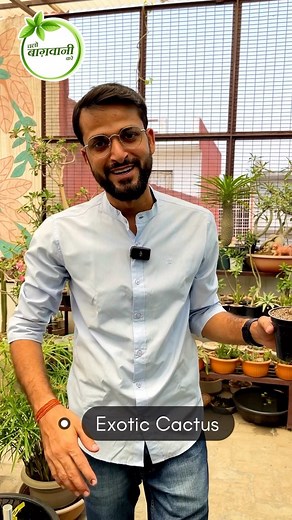 Exotic Cactus Collection 🌵 . . . . Don’t forget to watch full Video on “Chalo Bagwani Kare” YouTube channel 😊 . . . . Video Title - Colorful Exotic 🌵 Cactus Collections Gardener - @hara__bhara . . . . Pls Note - Repost Not Allowed 🚫 . . . . #cactus #cactuslover #cactüs #rareplant #exoticlplant #cactusthailand #cactusflower #cactusgarden #cacty #cactysready #cactusinstagram #cactysuculentas #cactuscollection #cactys🌵 #cactusaddict #plants #plantlover #plantsmakepeoplehappy #plantsofinstagram