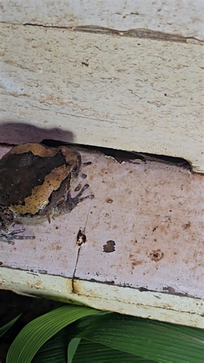 Oh god bless! A bull frog 🐸 waiting outdoor eat bee at night #frog #workerbee #amazing #godbless