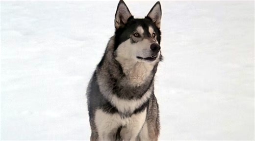 The Legend of Jed the Wolfdog, Animal Movie Star - WhatcomTalk