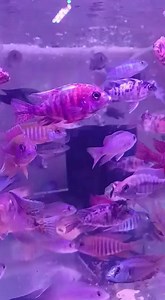 Malawi cichlid ☺️ beauty of aquarium  Follow us ☺️ For more ...