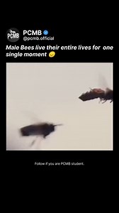 476 reactions · 18 shares | Yes, male bees (drones) exist only for...