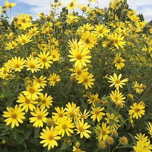 Lemon Max Maximilian's Sunflower, Helianthus maximiliana, High Country Gardens