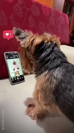LOLA, LA PERRA QUE MANEJA CELULARES Y COMPUTADORAS. Mira You Tube y ama Paw Patrol.