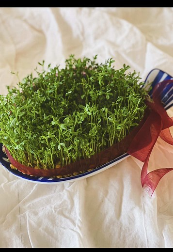 How to Grow Sabzeh for Nowruz Celebrations