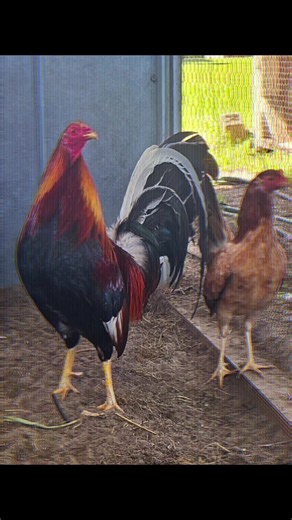 #gamefowl #gamefowlbreeders #gamefowllife