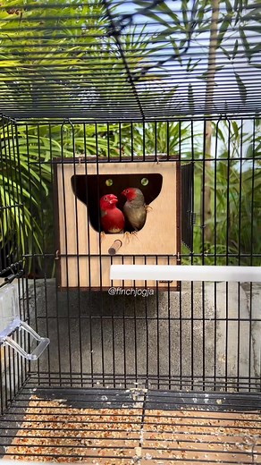 252 reactions | A pair of Crimson Finches peeking out from their breeding nest box. Calm, curious, and beautiful to watch up close in a simple breeding cage. #FinchJogja #CrimsonFinch #BirdKeeping #FinchBreeding #HighCPMVideo | Indra Prihantoro | Facebook