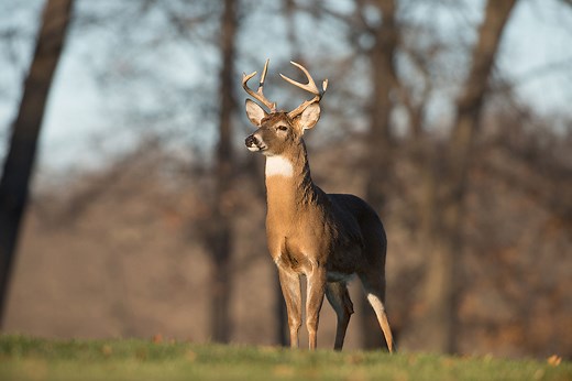 The Lifespan of the Whitetail Deer