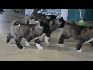 AKC Akita Puppies For Sale Millersburg OH
