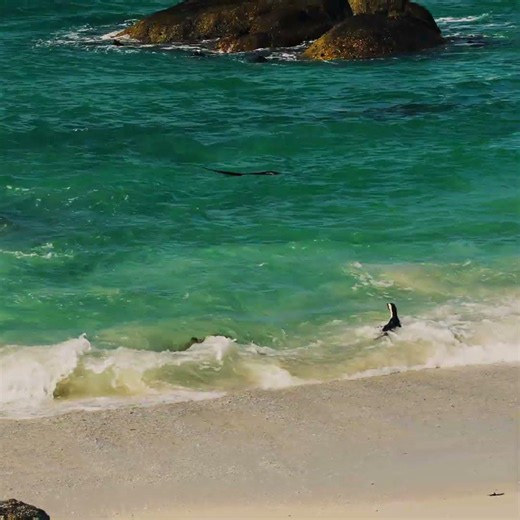 African Penguins at Boulders Beach, Cape Town 🐧 #penguins #bouldersbeach #capetowntours