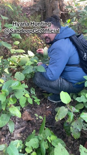 Hyana Hunting by @Sandeep Gc Official #fyp #foryou #foryourpage @प्रजेश जि .सी. @Bhagirathi Gurau @Basanta khanal @Bishnu Pokhrel