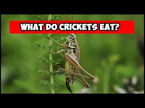 What Do Crickets Eat?