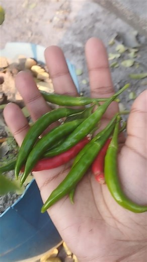 Harvesting chilli plant. #harvest #chilli #gardening #garden