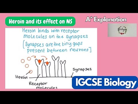 How heroin affects the nervous system? (Process)
