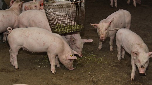Tail biting and tail docking - EURCAW-Pigs