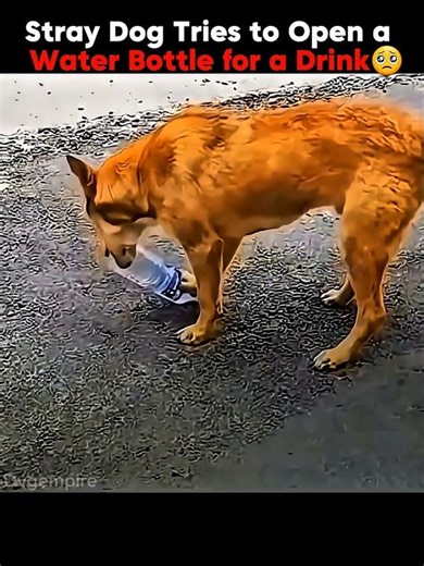 Stray Dog Tries to Open a Water Bottle for a Drink🥹 #dog #poor #drink