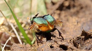 74K views · 319 shares | Laying underneath large piles of bison poop in the plains of Colorado are some of the most beautiful insects that you may ever see. | National Geographic Animals | Facebook