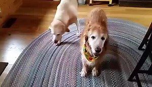 379K views · 8.5K reactions | Imagine coming home to this McGuilty face every day...... | Denver the Guilty Dog and Her Friends | Facebook