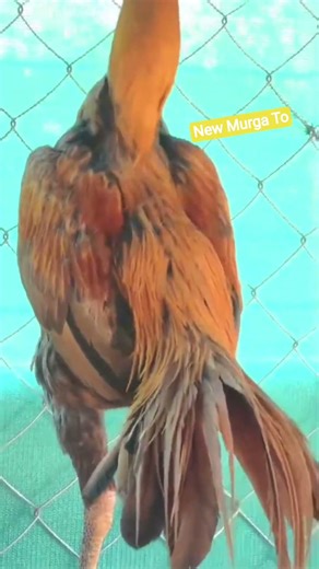 New Murga To Bo 😆 #shorts #youtube #murga #birds