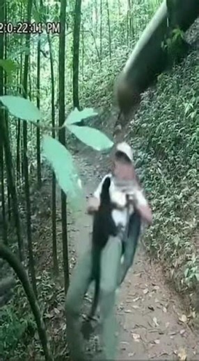 Capuchin Warns Hiker of Sudden Rolling Rock #monkey #cctv #jungle #wildlife