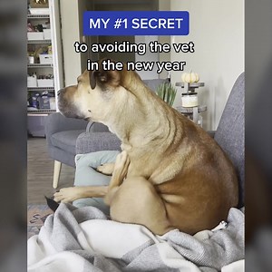 Is your dog constantly itching? This may be a sign of allergies and dry, unhealthy skin. Give your pup the relief they deserve! PACKED with health-boosting nutrients, this daily supplement is the easiest way to support your pup’s skin, coat, immune, and digestive health. 🐶 You could start noticing less itching, less shedding, and a softer shinier coat! 😍 | Dinovite.com