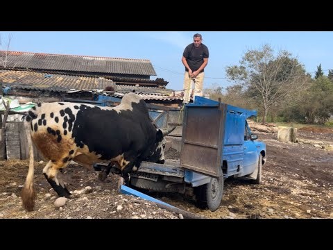 The battle-ready bull is prepared! From the barn to the battlefield.