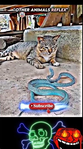 Other Animal Reflex VS Deer ☠️ #edit #usa #animals #pets #crazy