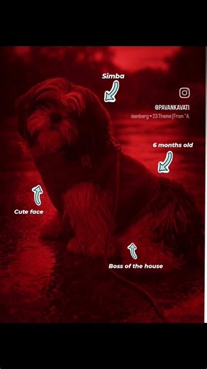 simba's small intro🐾✨