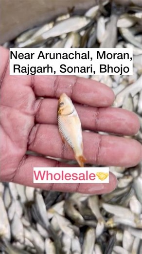 Fish Seedlings / Fingerlings Supplier | Masor Puna In Assam, grasscup, bahu, rupchanda, fish farm