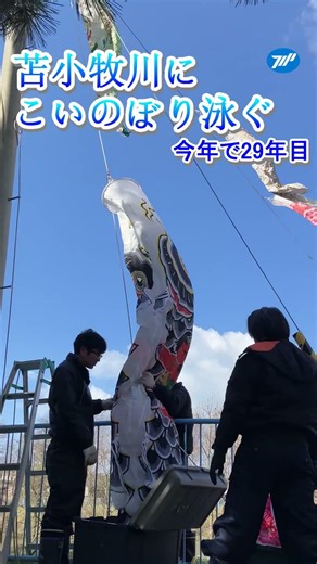 苫小牧川にこいのぼり元気に泳ぐ！ #苫小牧 #鯉のぼり #子供の日 #節句