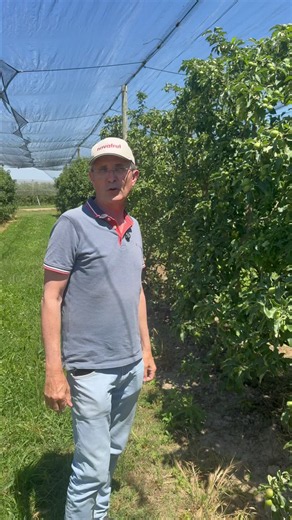 Quemaduras en manzana: sin malla vs con malla