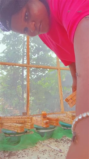 Exploring Maggot Farming in OBA: The Maggot Queen