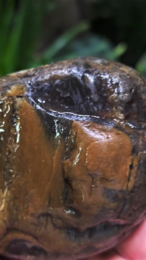 Agatized petrified wood from the Jefferson river, MT