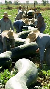 Farmers gather to see snake-shaped watermelons #farming #organicfarming #gardeningtips #farming
